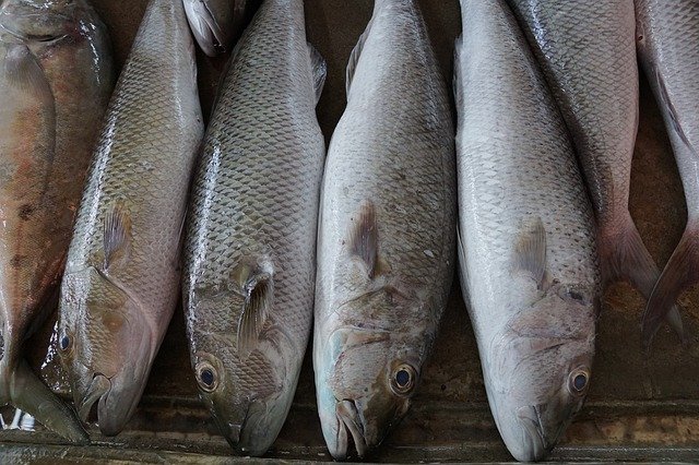 魚