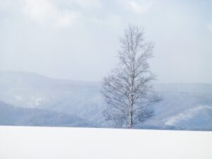 雪景色の写真