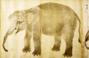 狩野古信が描いた象